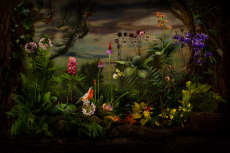 The Woodland Still Life by Cristina Wanjura